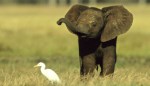 baby-elephant-in-field